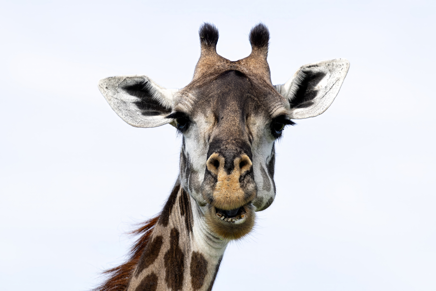 Maasai Giraffe (image by Nik Borrow)