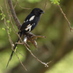 Magpie Shrike (image by Nik Borrow)