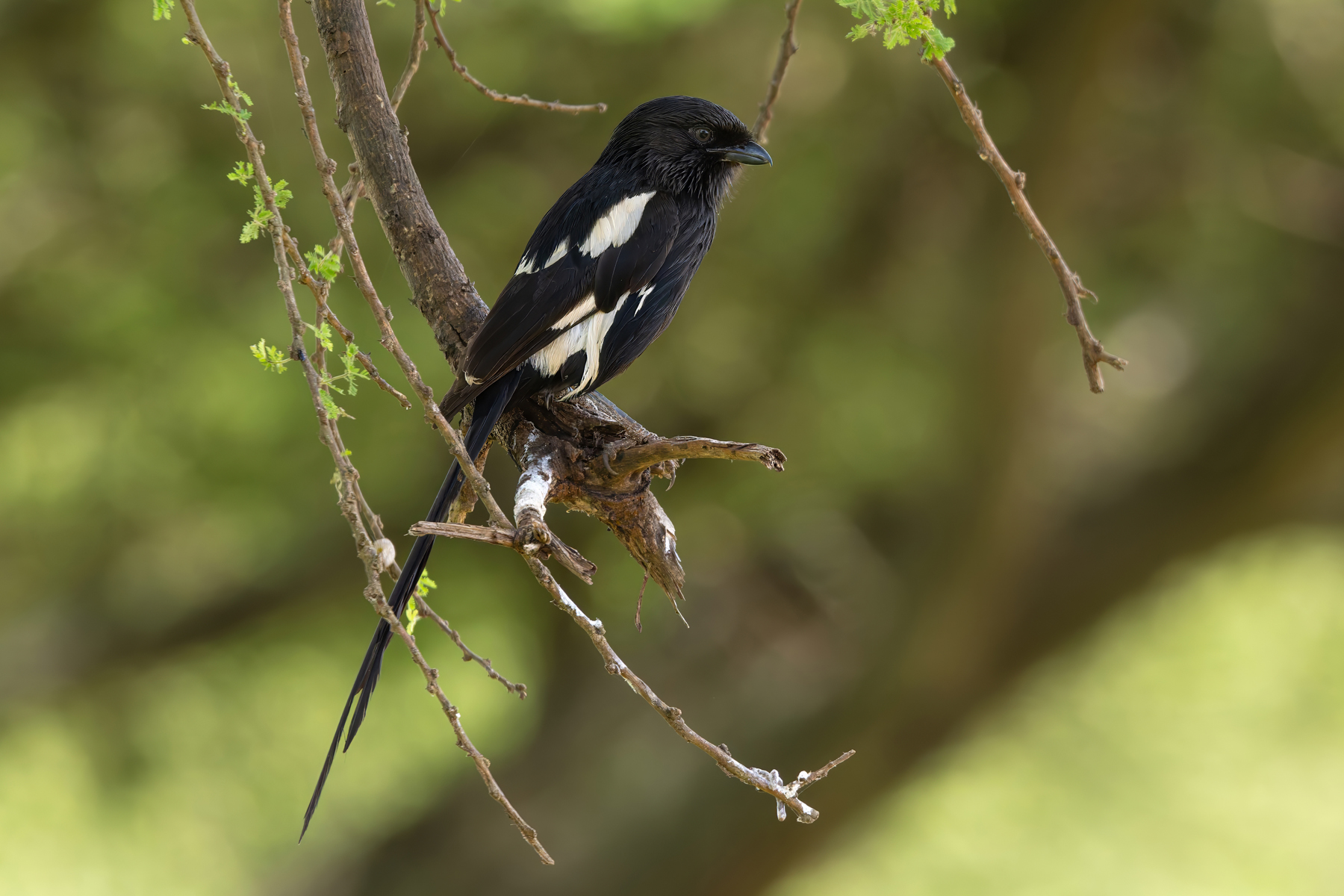 Magpie Shrike (image by Nik Borrow)
