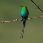 Malachite Sunbird (image by Nik Borrow)