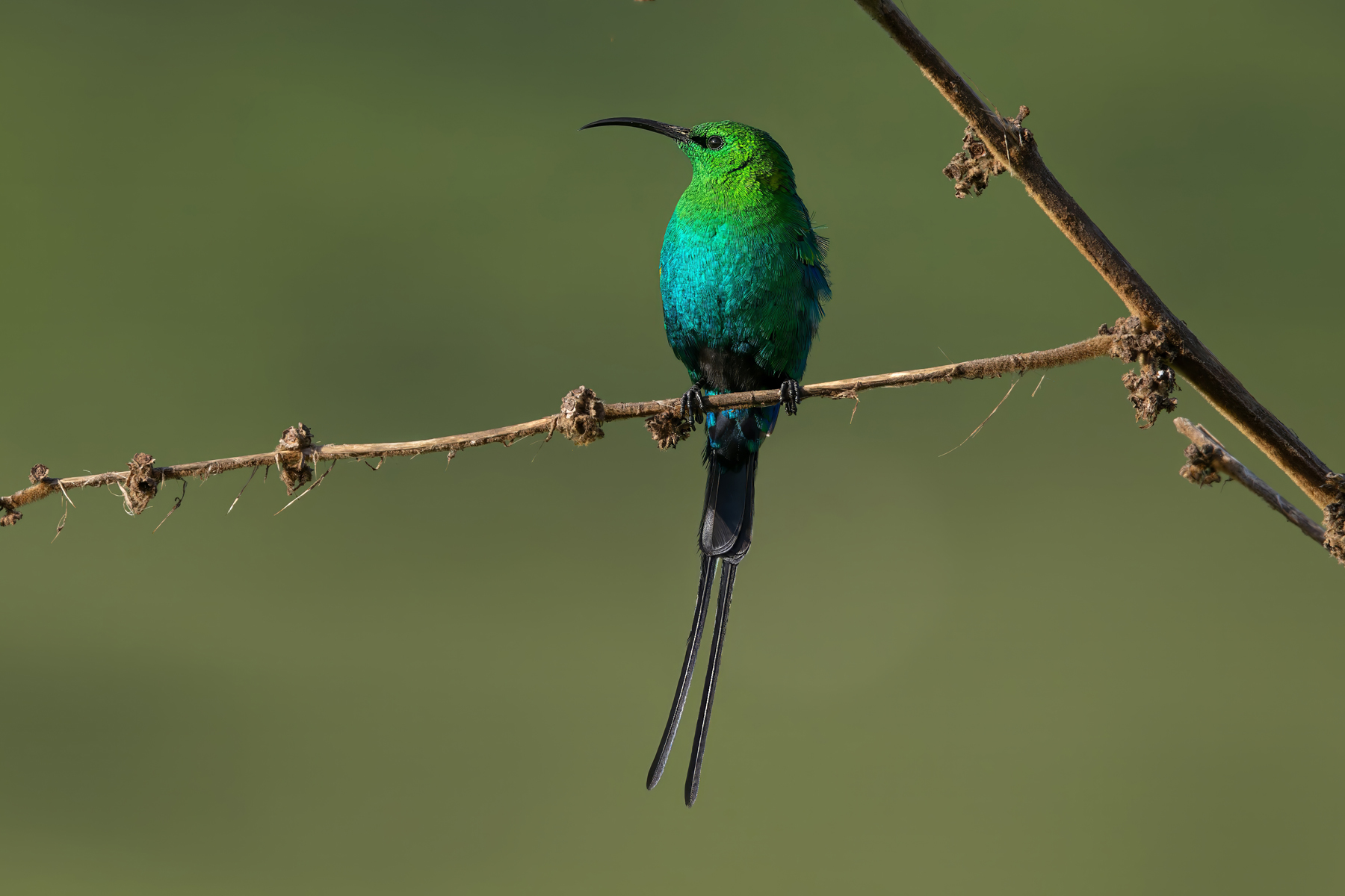 Malachite Sunbird (image by Nik Borrow)