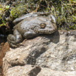 The huge Maluti River Frog (image by Mark Beaman)