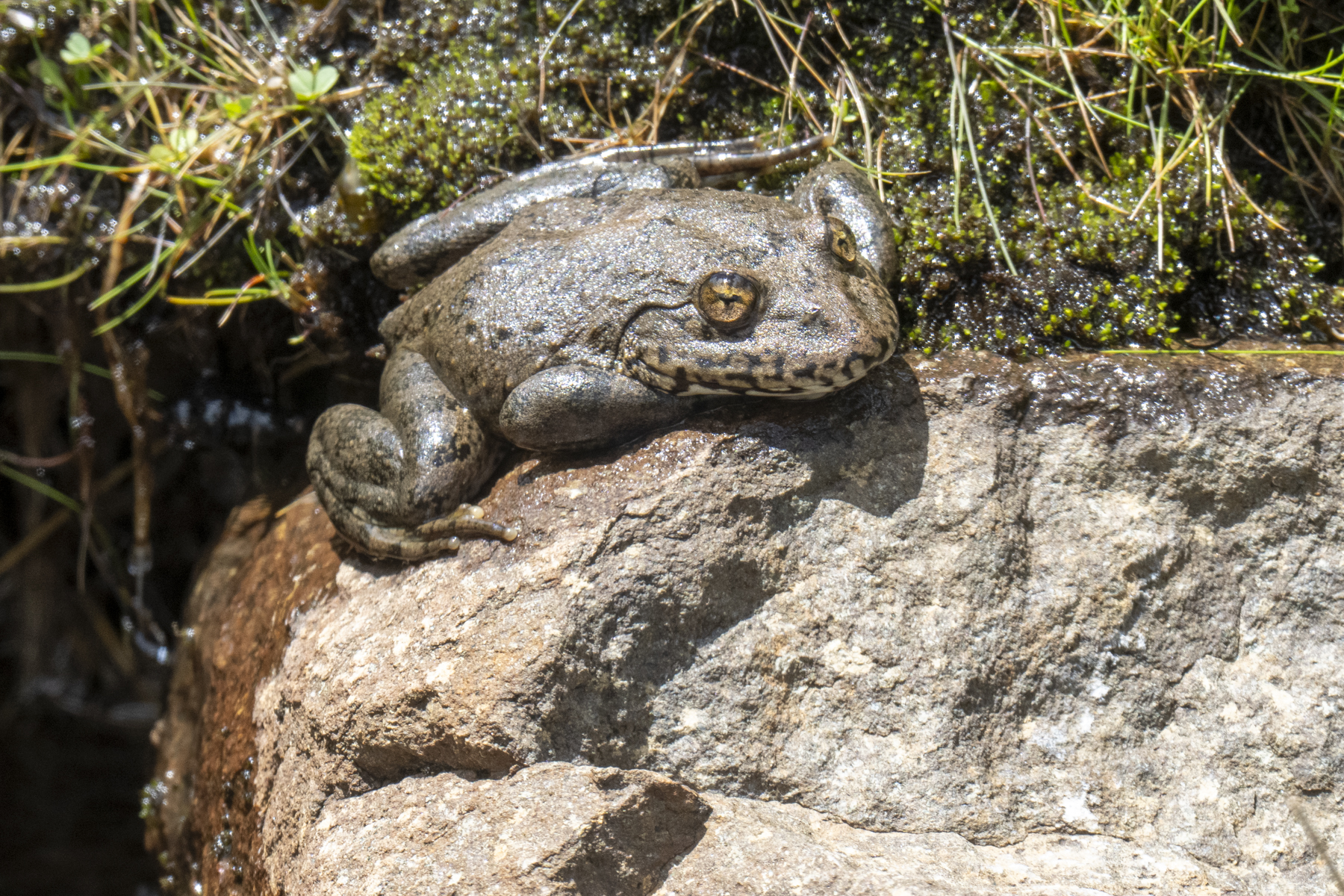 The huge Maluti River Frog (image by Mark Beaman)