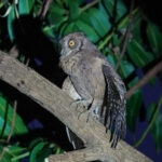 Mantanani Scops Owl (image by Craig Robson)