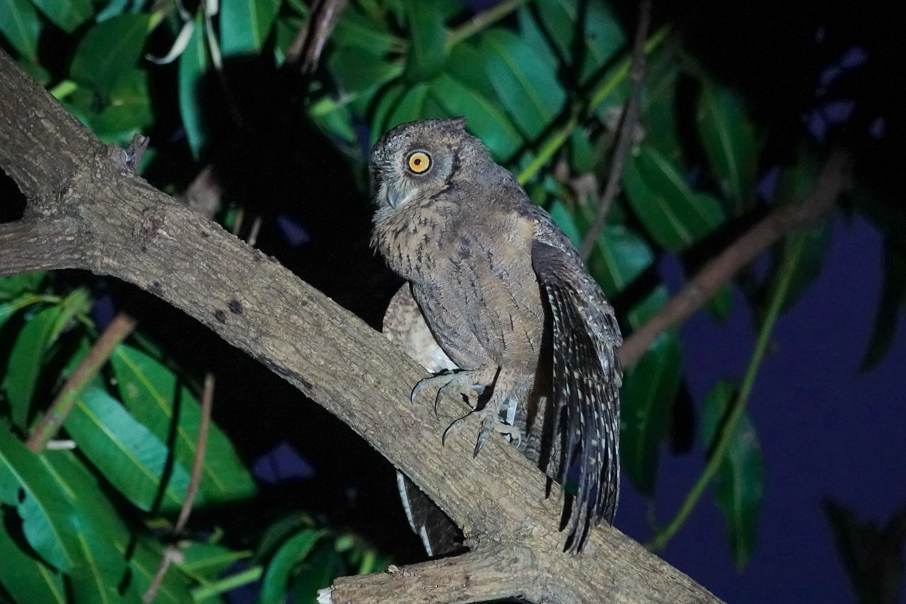 Mantanani Scops Owl (image by Craig Robson)