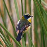 Many-coloured Rush-Tyrant (image by Leo Garrigues)