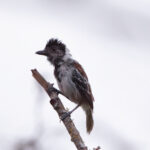 Maranon Antshrike (image by Leo Garrigues)