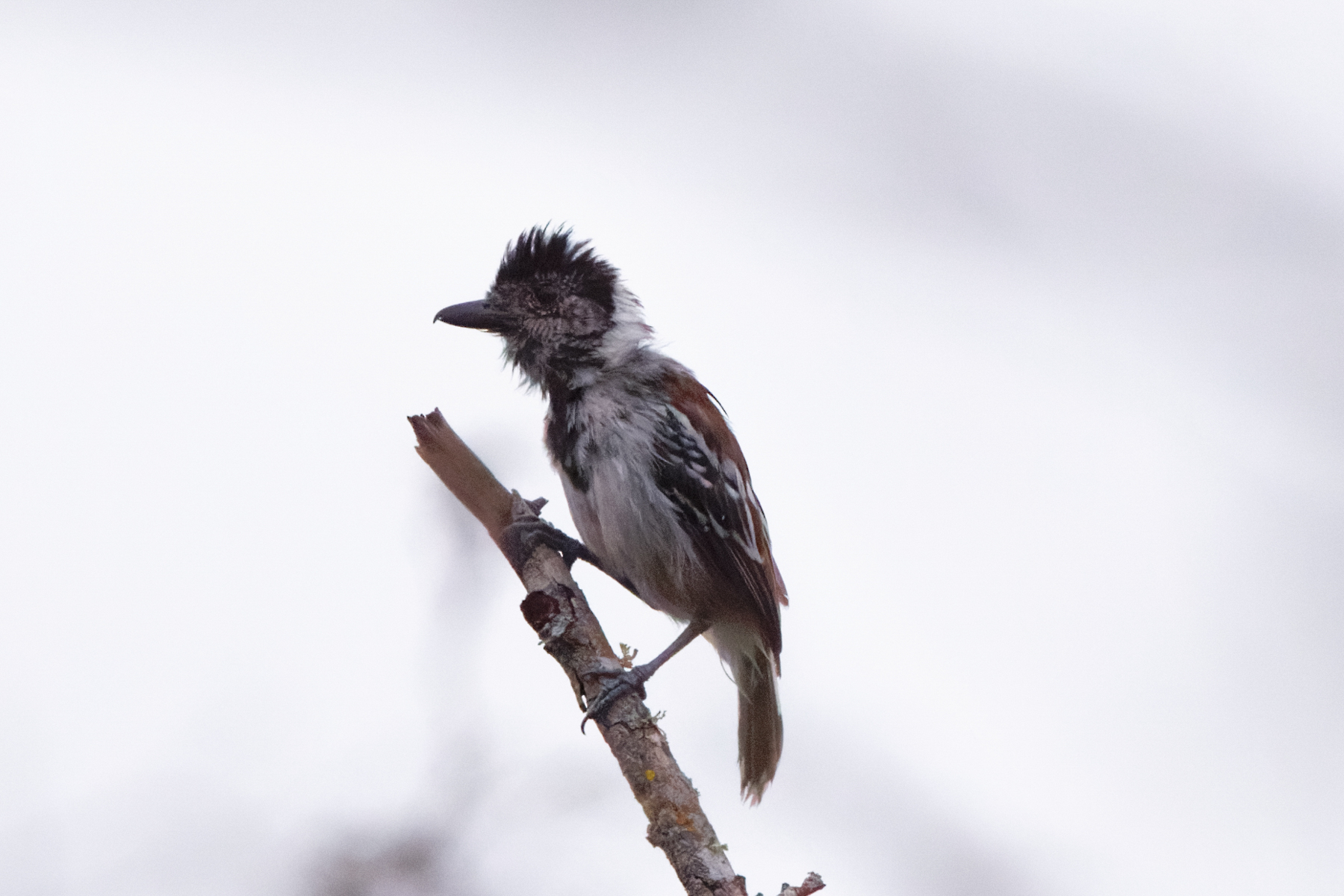 Maranon Antshrike (image by Leo Garrigues)