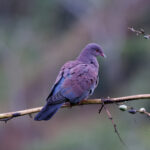 Marañon Pigeon (image by Leo Garrigues)