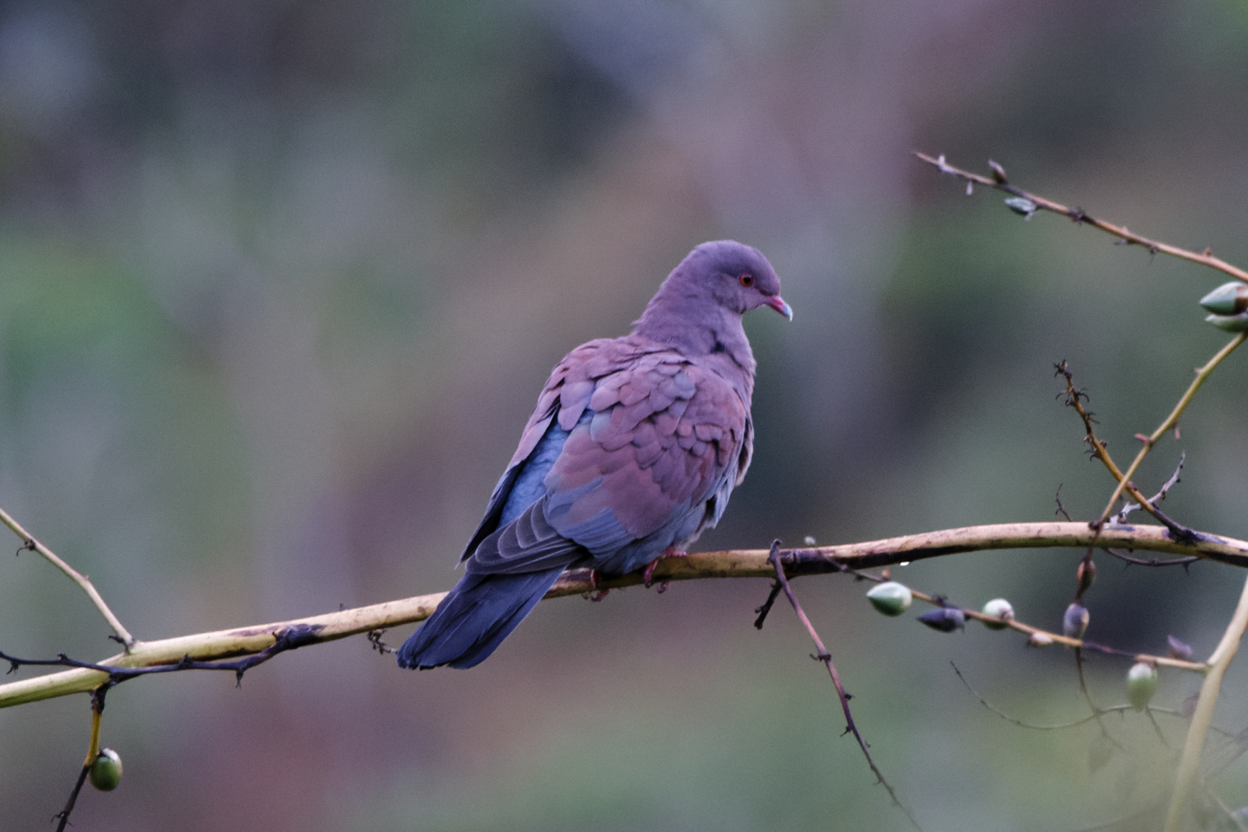 Marañon Pigeon (image by Leo Garrigues)