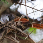 Marañon Spinetail (image by Leo Garrigues)
