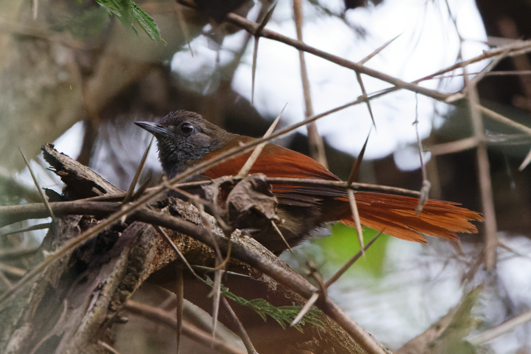 Marañon Spinetail (image by Leo Garrigues)