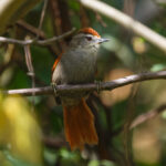 Marcapata Spinetail (image by Leo Garrigues)