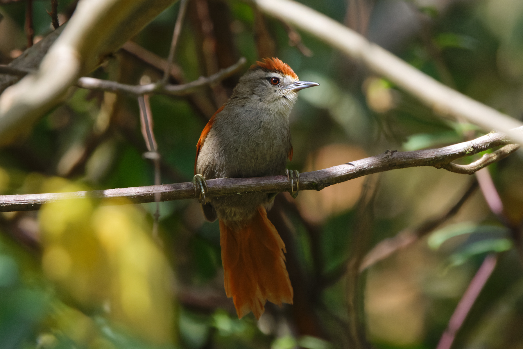 Marcapata Spinetail (image by Leo Garrigues)