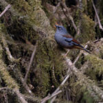 Maroon-backed Accentor (image by Mike Watson)
