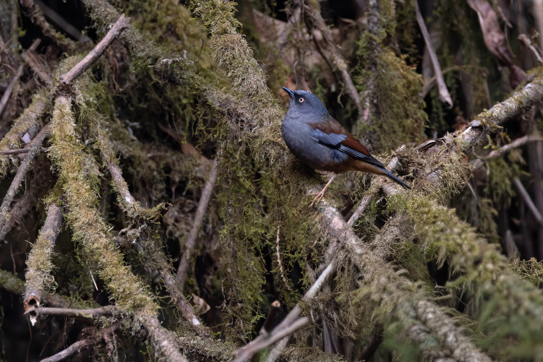 Maroon-backed Accentor (image by Mike Watson)