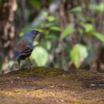 Maroon-backed Accentor (image by Mike Watson)
