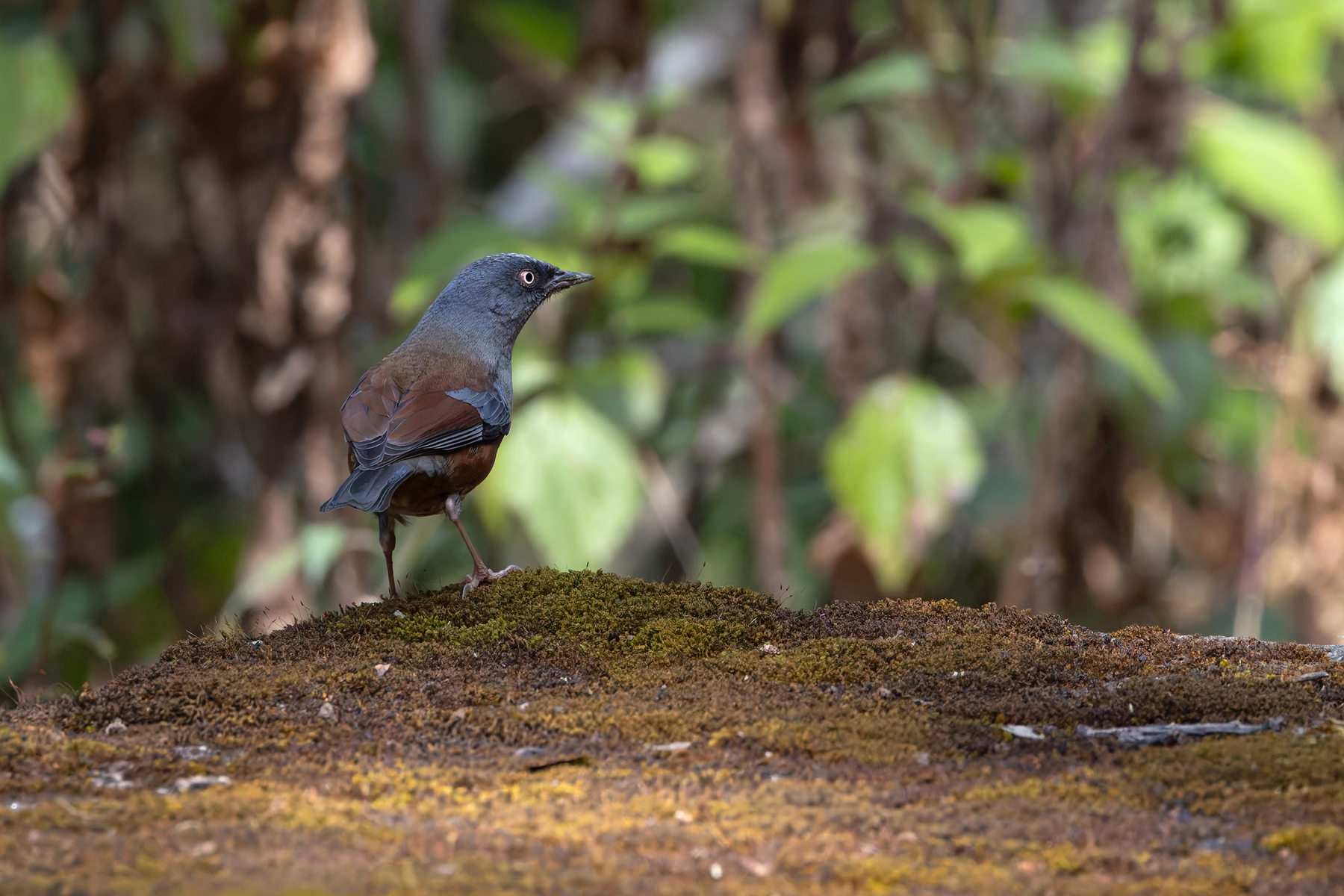 Maroon-backed Accentor (image by Mike Watson)