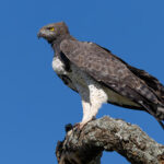 Martial Eagle (image by Nik Borrow)