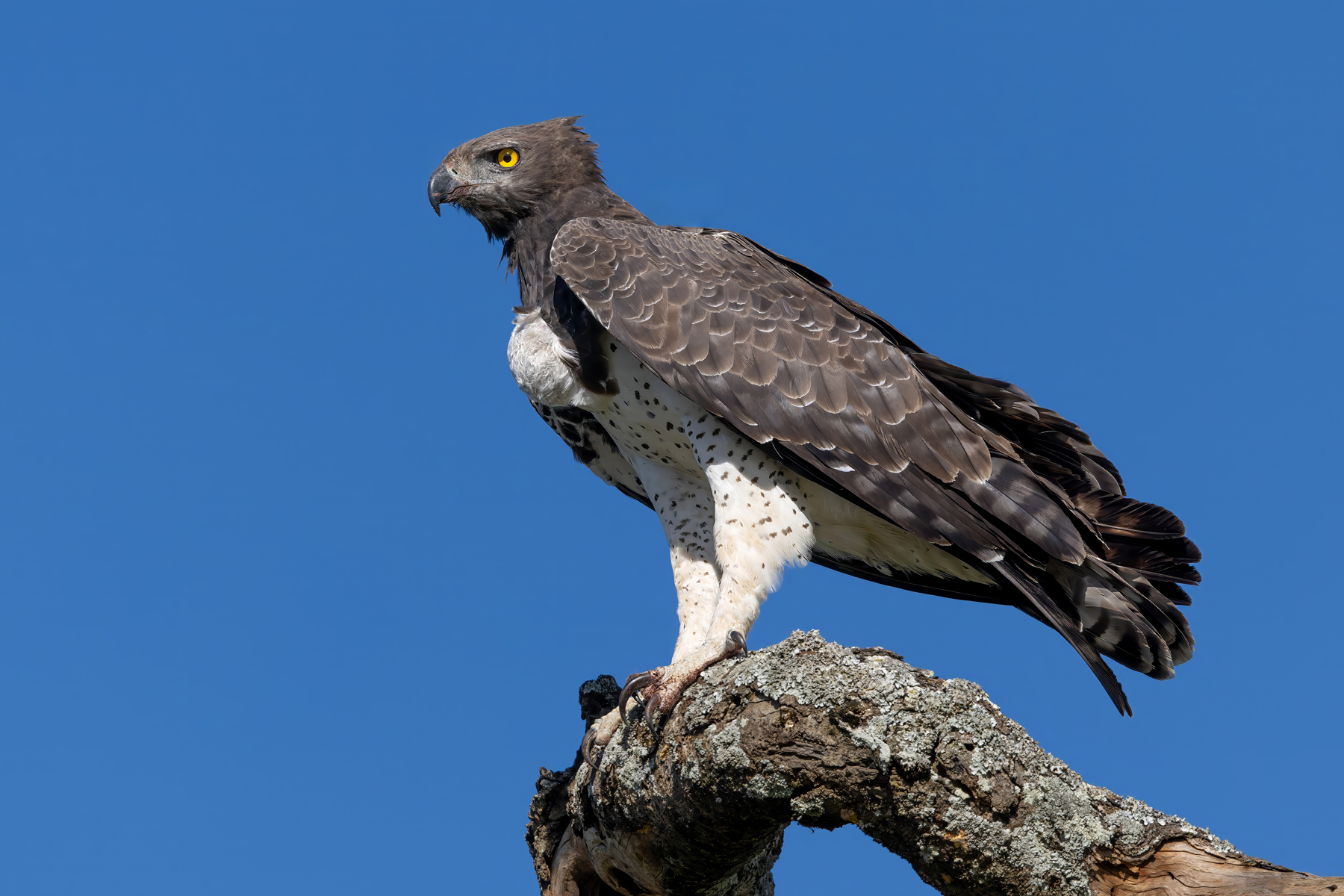 Martial Eagle (image by Nik Borrow)