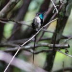 Marvelous Spatuletail (image by Leo Garrigues)