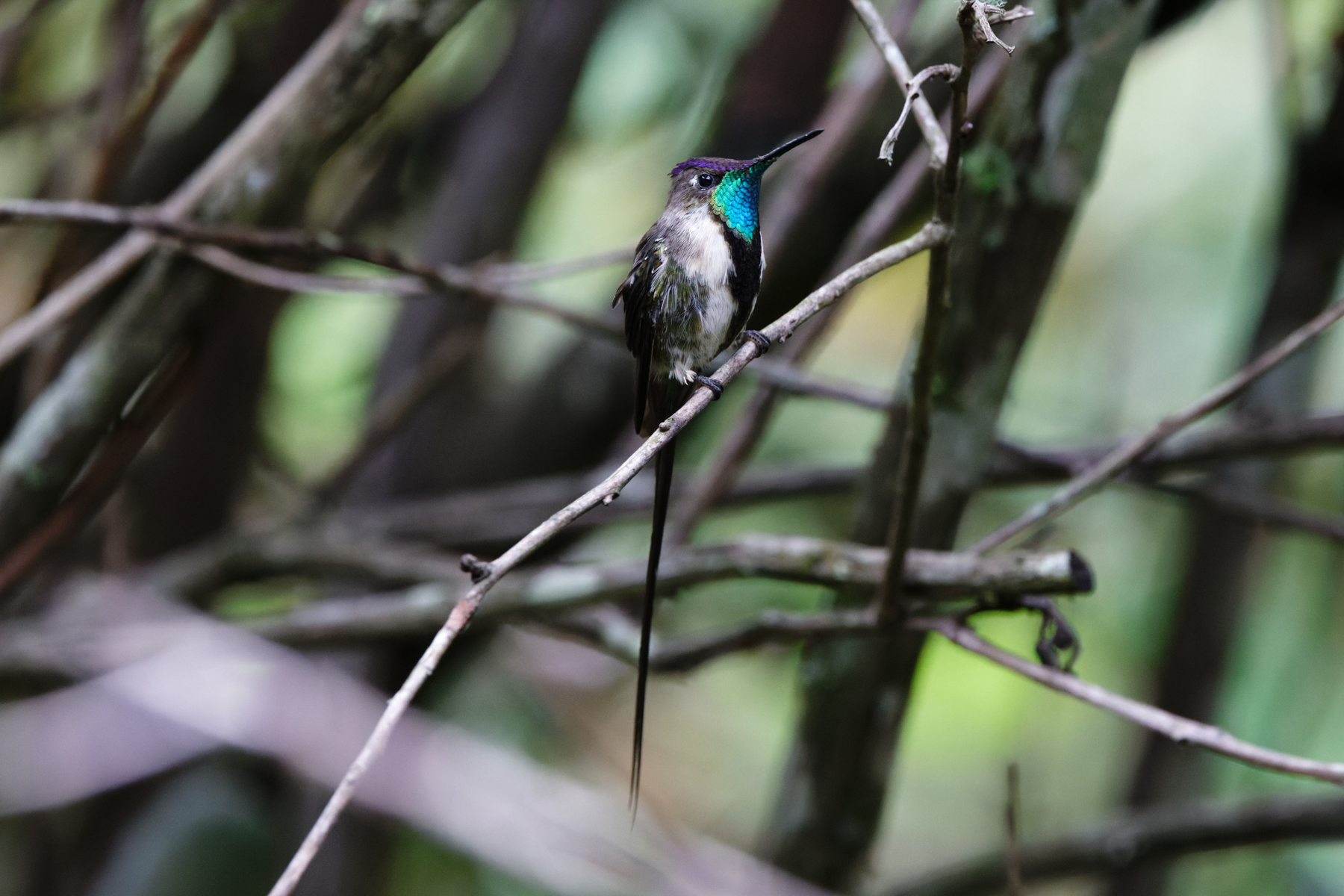 Marvelous Spatuletail (image by Leo Garrigues)