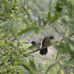 Masked Laughingthrush (image by Dani Balla)