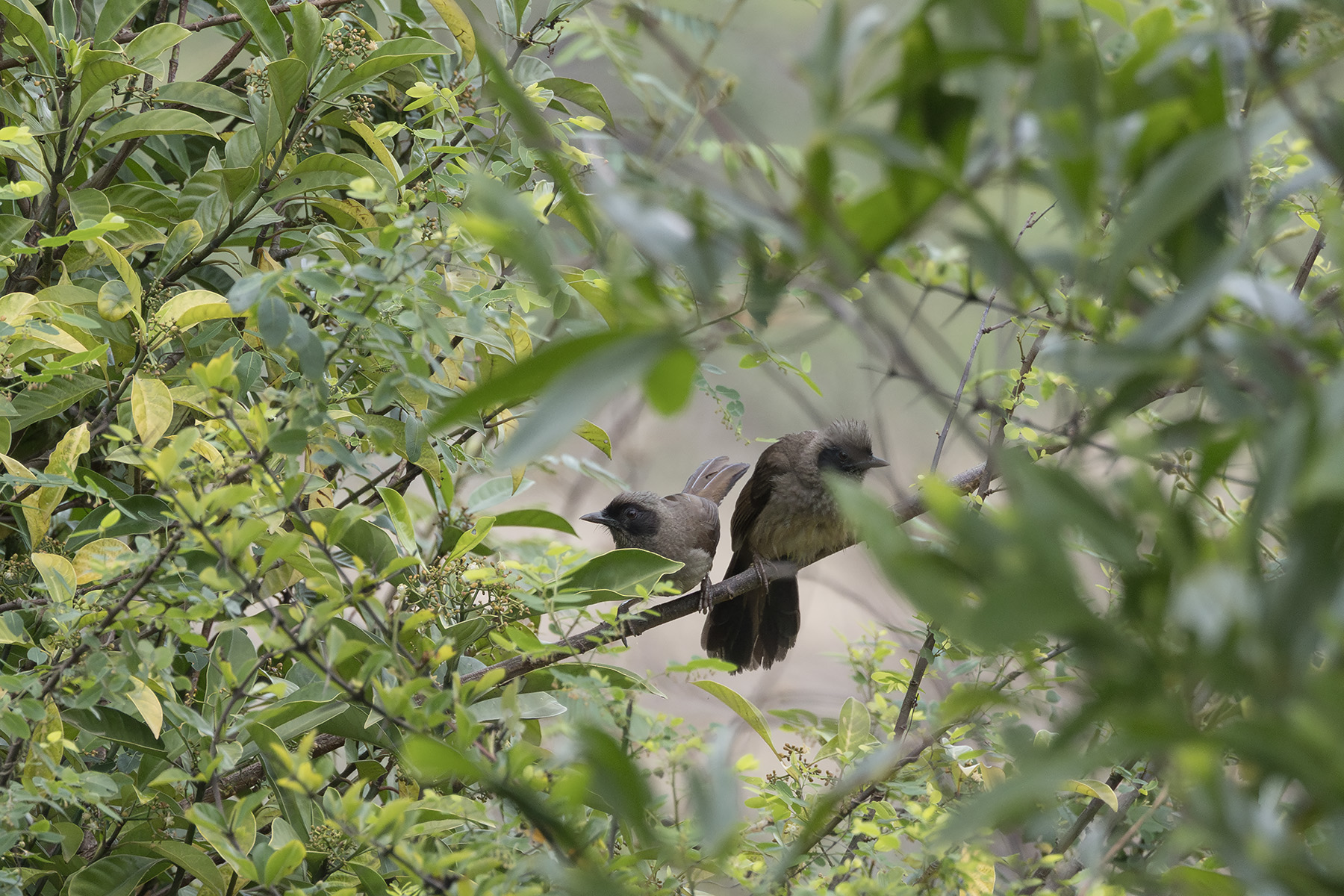 Masked Laughingthrush (image by Dani Balla)