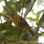 McConnell's Flycatcher (image by Leo Garrigues)