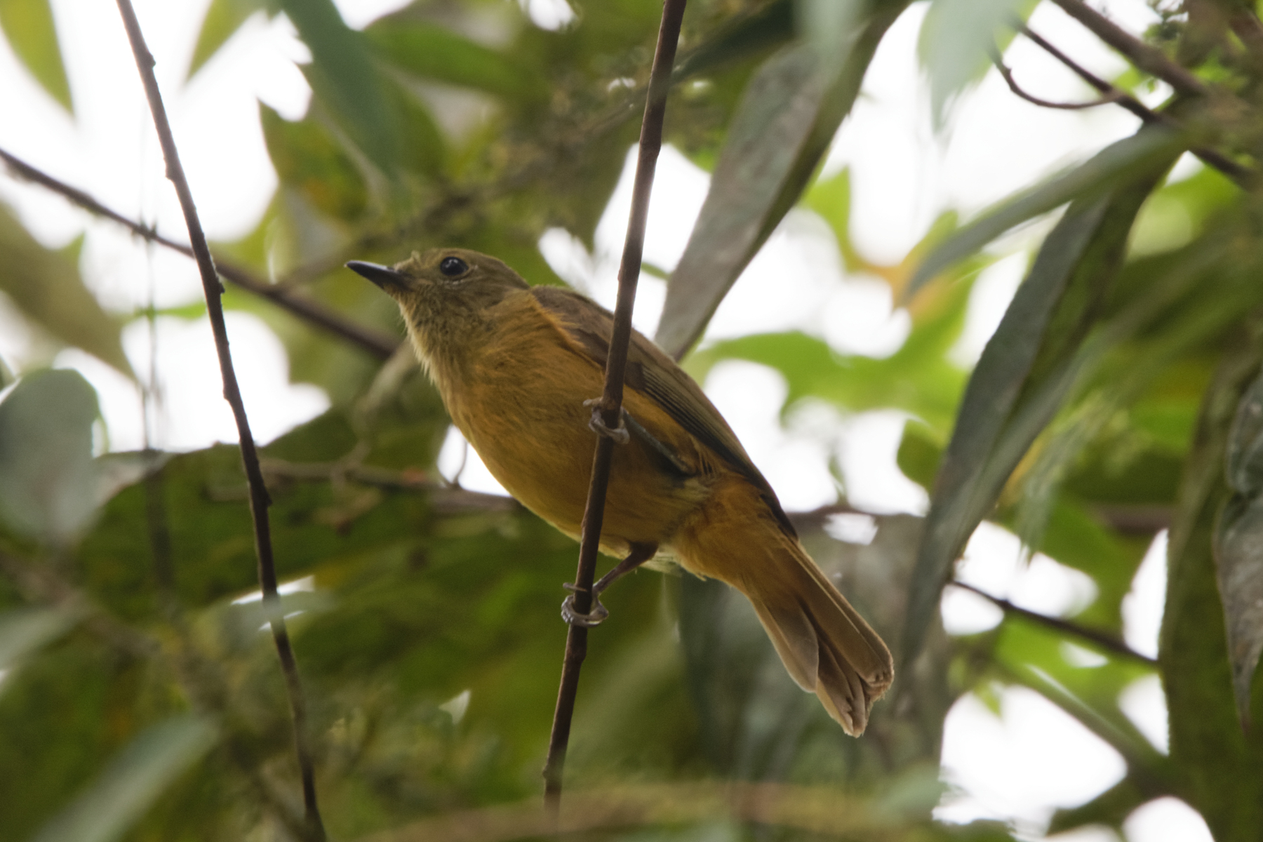 McConnell's Flycatcher (image by Leo Garrigues)