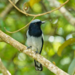 McGregor's Cuckooshrike (image by Craig Robson)