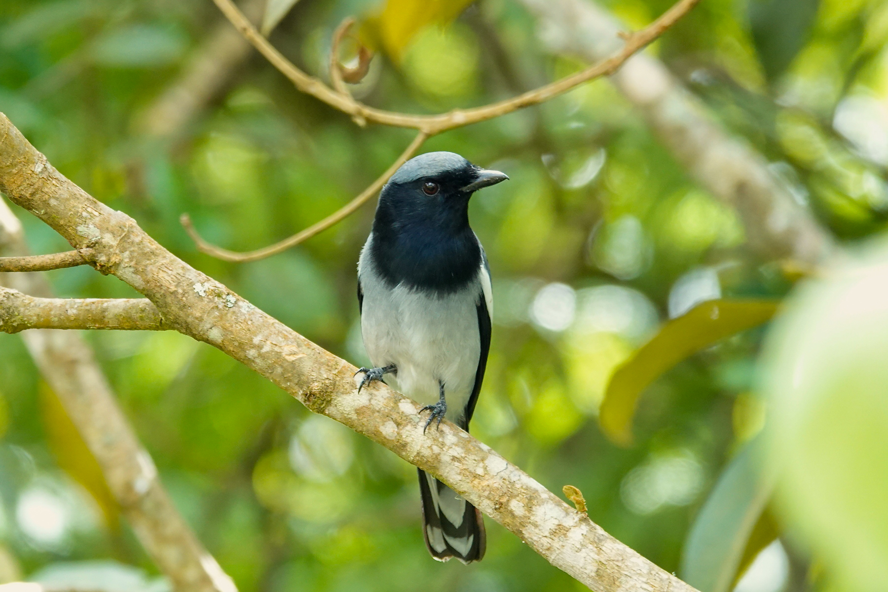 McGregor's Cuckooshrike (image by Craig Robson)