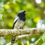 McGregor's Cuckooshrike (image by Craig Robson)