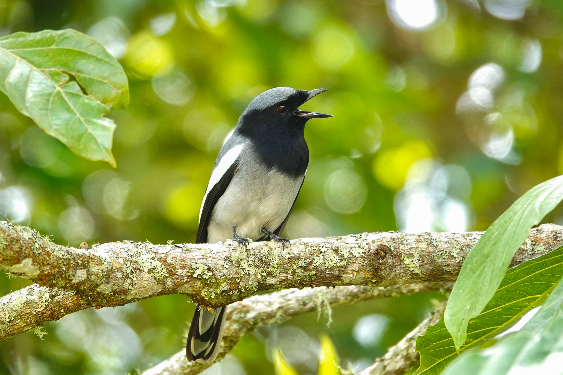 McGregor's Cuckooshrike (image by Craig Robson)