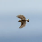 Melodious Lark (image by Mark Beaman)