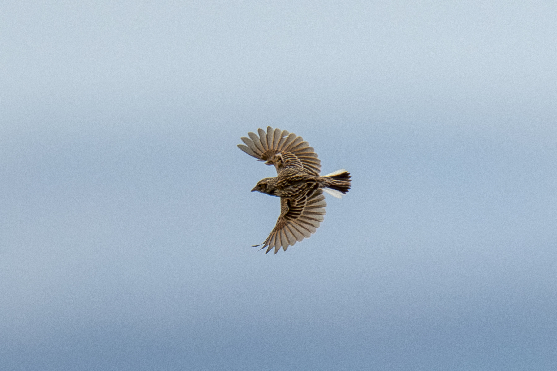 Melodious Lark (image by Mark Beaman)