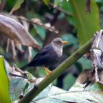 Mindanao Island Thrush (image by Craig Robson)
