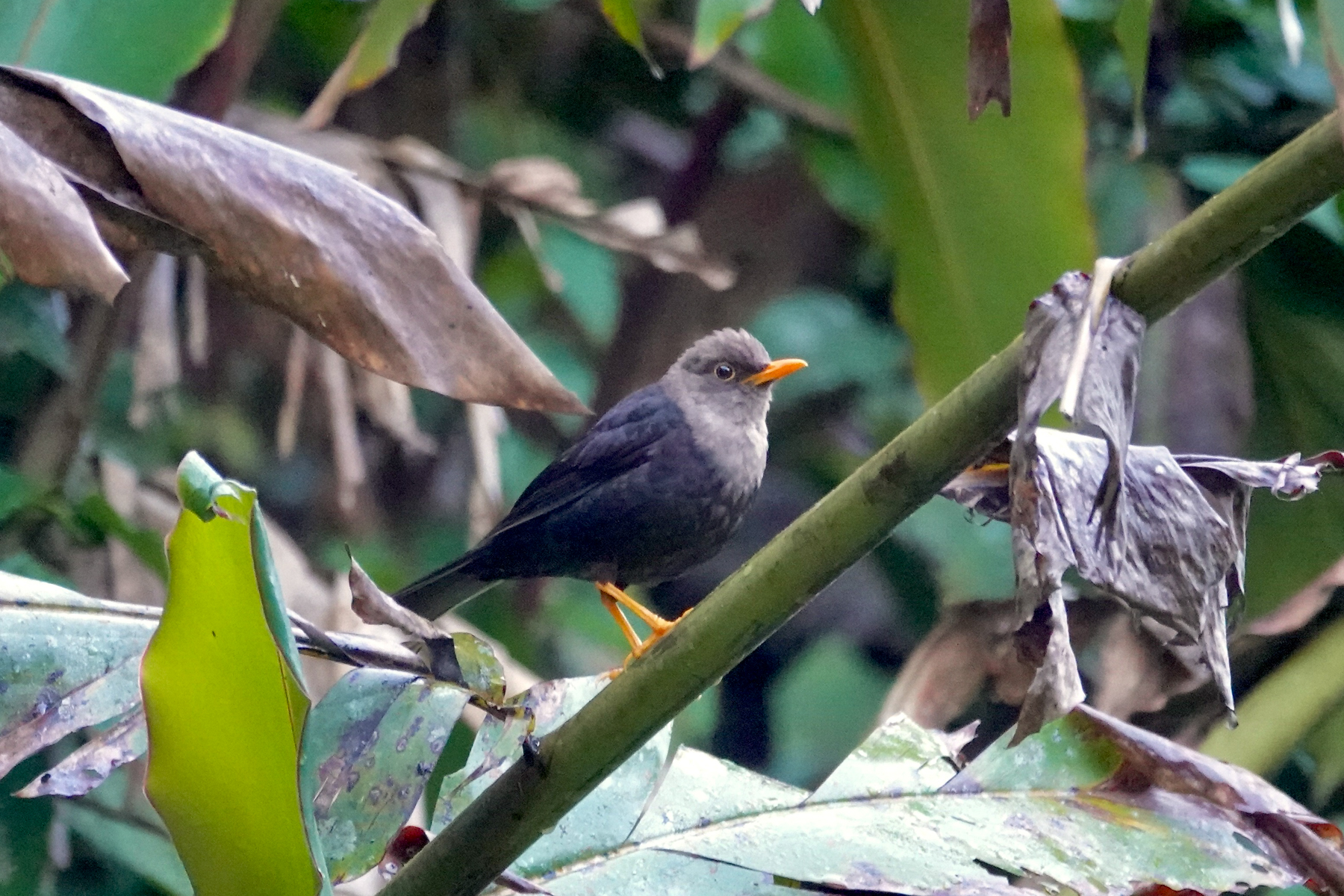 Mindanao Island Thrush (image by Craig Robson)