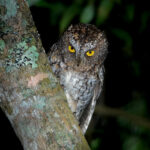 Mindanao Scops Owl (image by Craig Robson)
