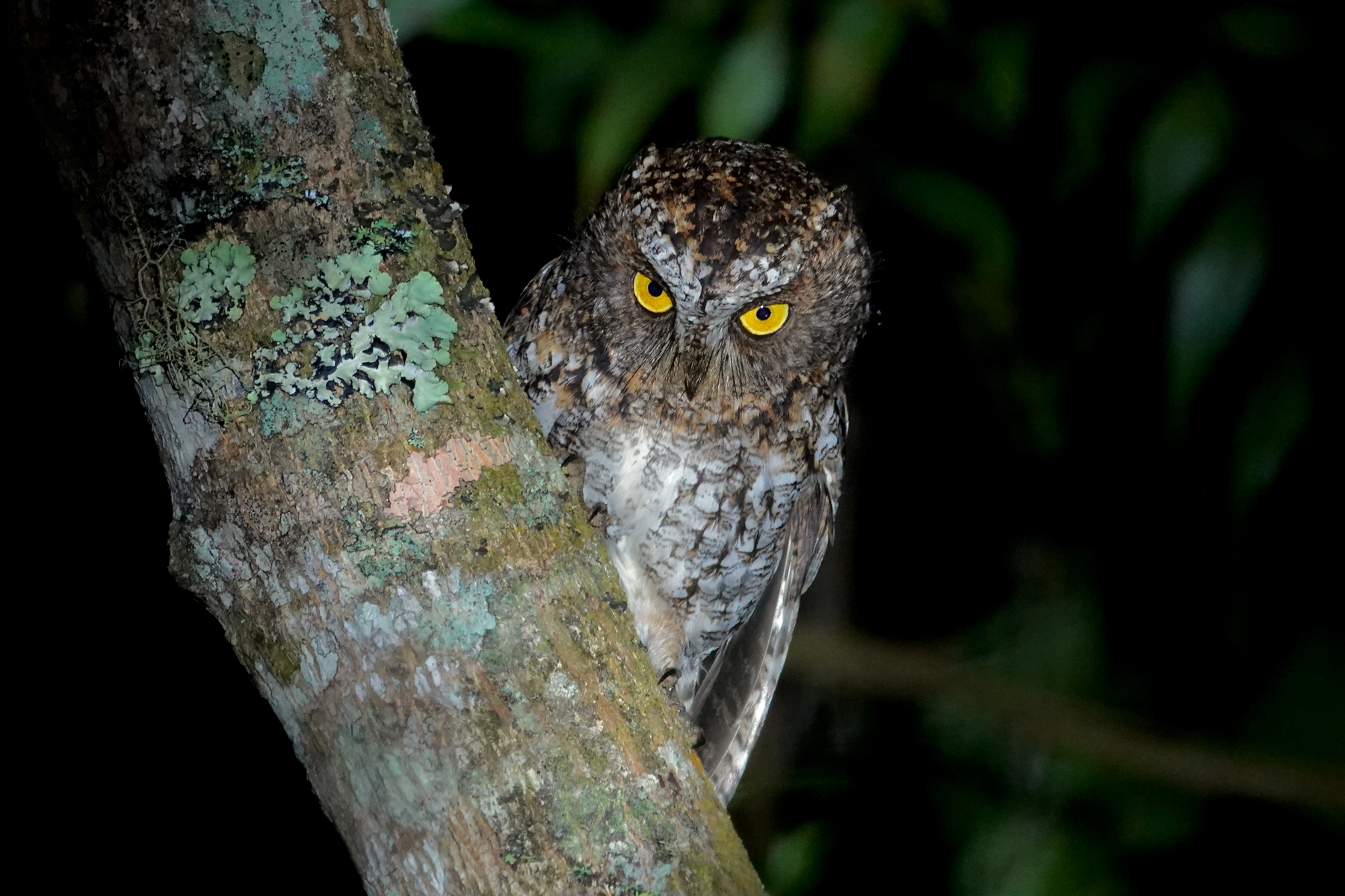 Mindanao Scops Owl (image by Craig Robson)