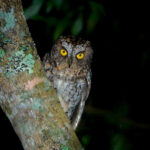 Mindanao Scops Owl (image by Craig Robson)