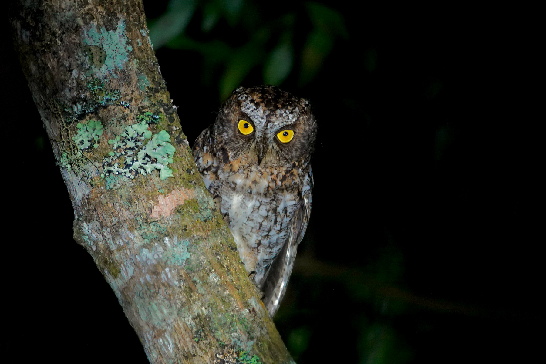 Mindanao Scops Owl (image by Craig Robson)