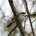 Moss-backed Sparrow (image by Leo Garrigues)