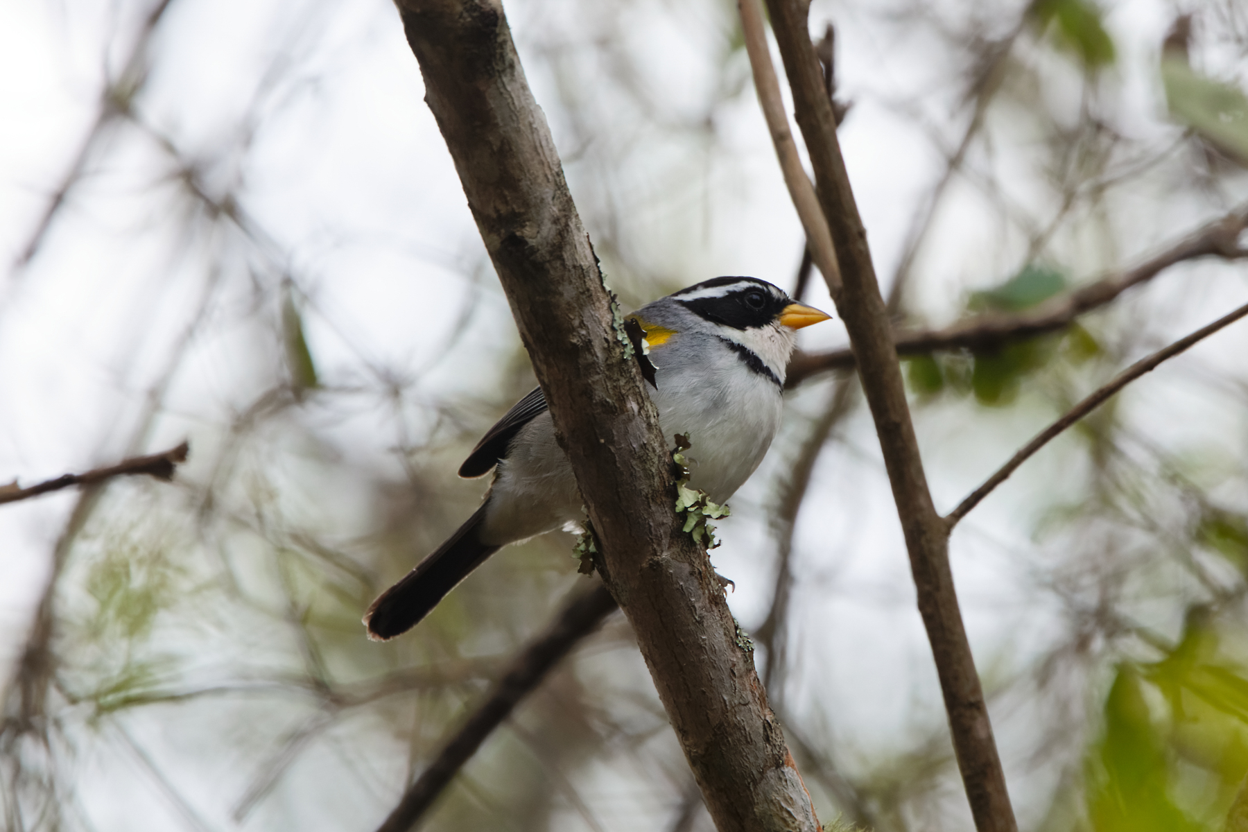 Moss-backed Sparrow (image by Leo Garrigues)