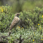 Mountain Pipit (image by Mark Beaman)