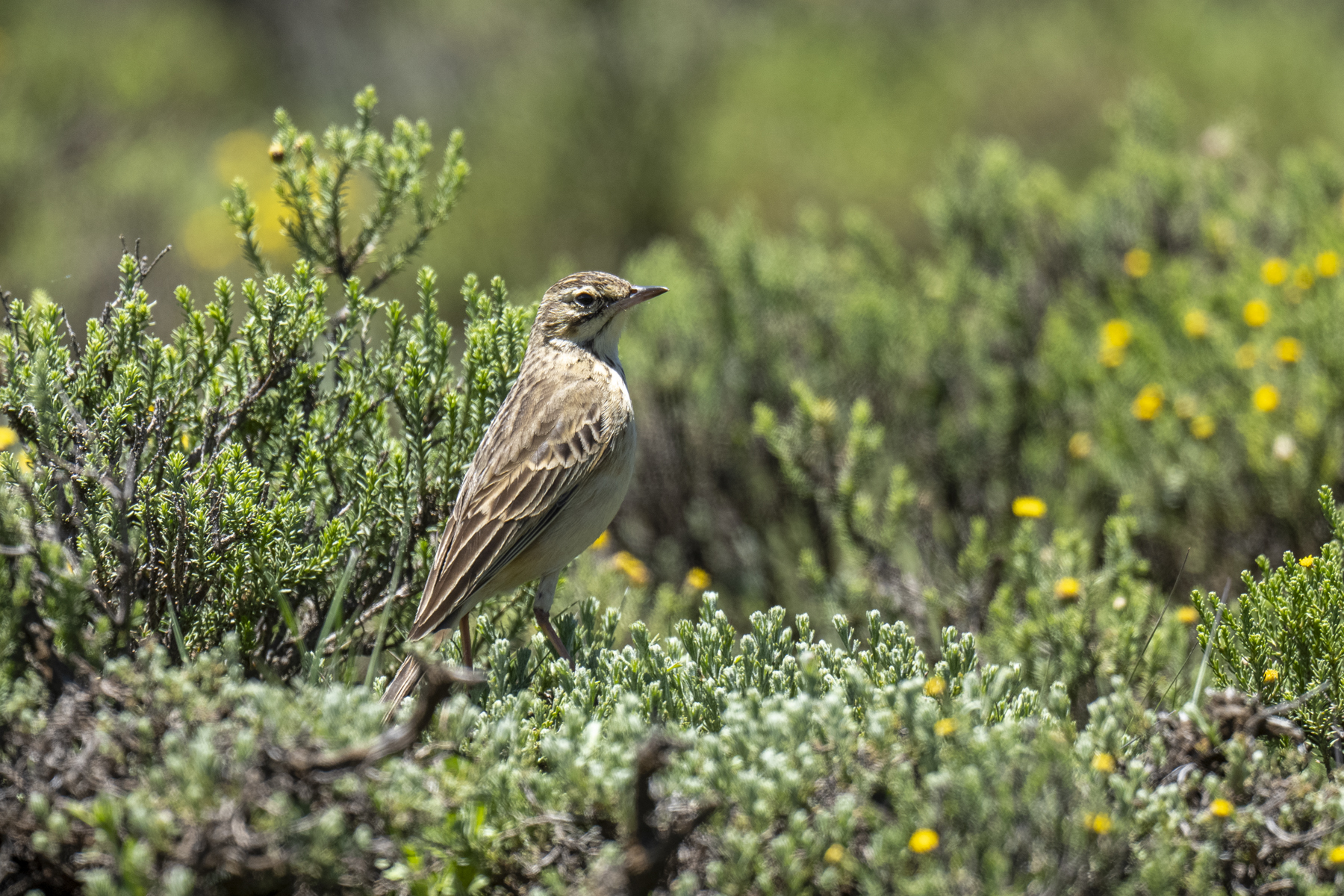 Mountain Pipit (image by Mark Beaman)