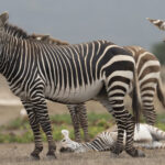 Mountain Zebras (image by Mark Beaman)