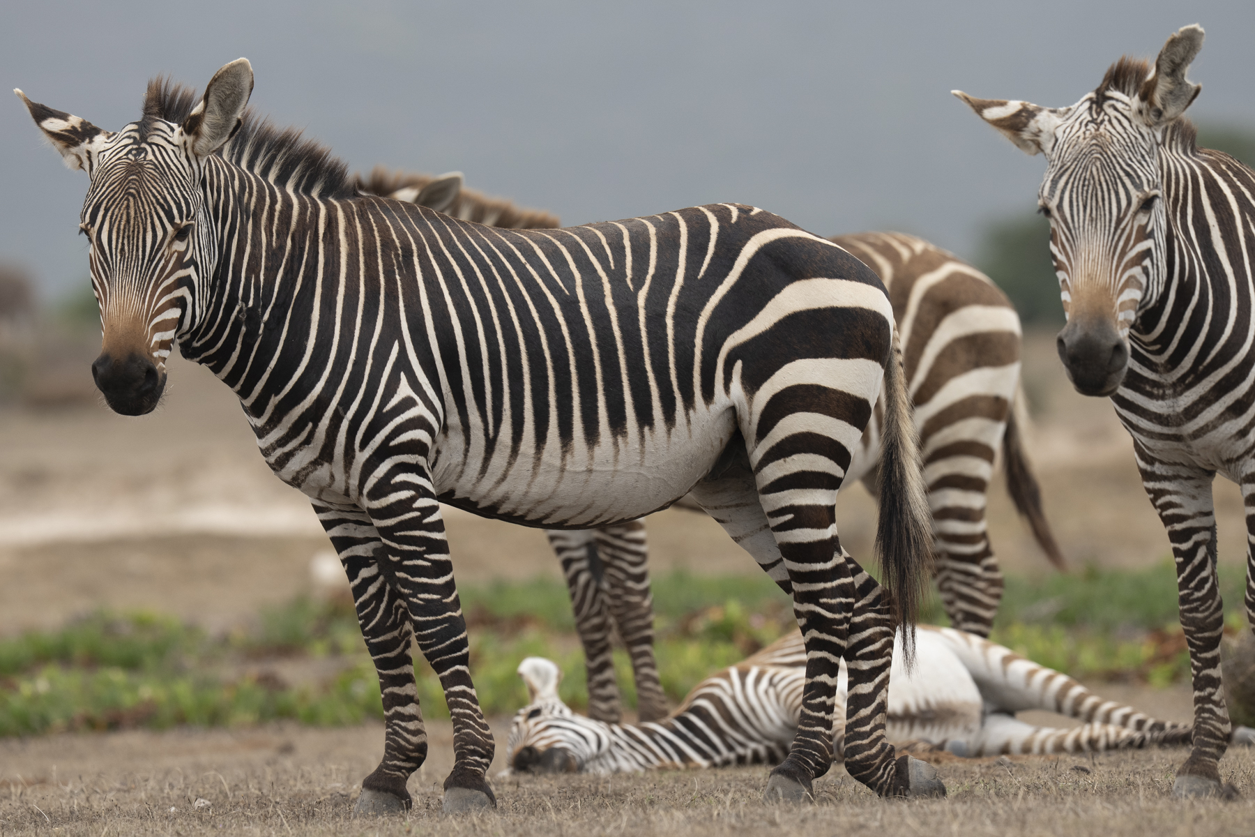 Mountain Zebras (image by Mark Beaman)