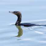 Neotropical Cormorant (image by Mike Watson)