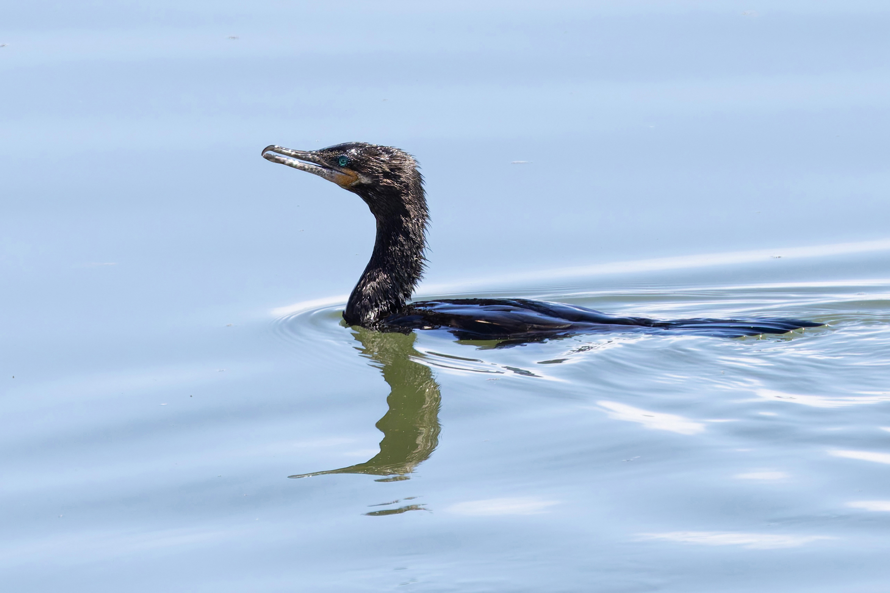 Neotropical Cormorant (image by Mike Watson)